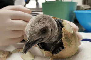 Penguin Chick Hatching