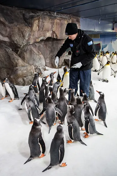 Penguin trainer Laura feeding the penguins