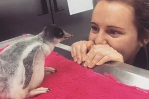 Nicky N Chick