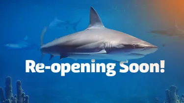 SLKT Reopening EDM Banner 600X338px Nologocta