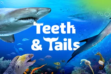 SLKT Teeth+Tails Edm 600X400 Alt