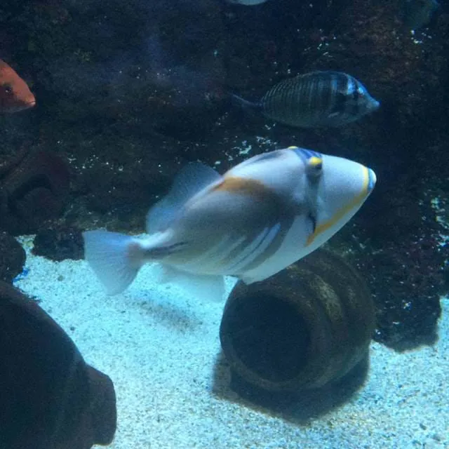 Picasso Triggerfish