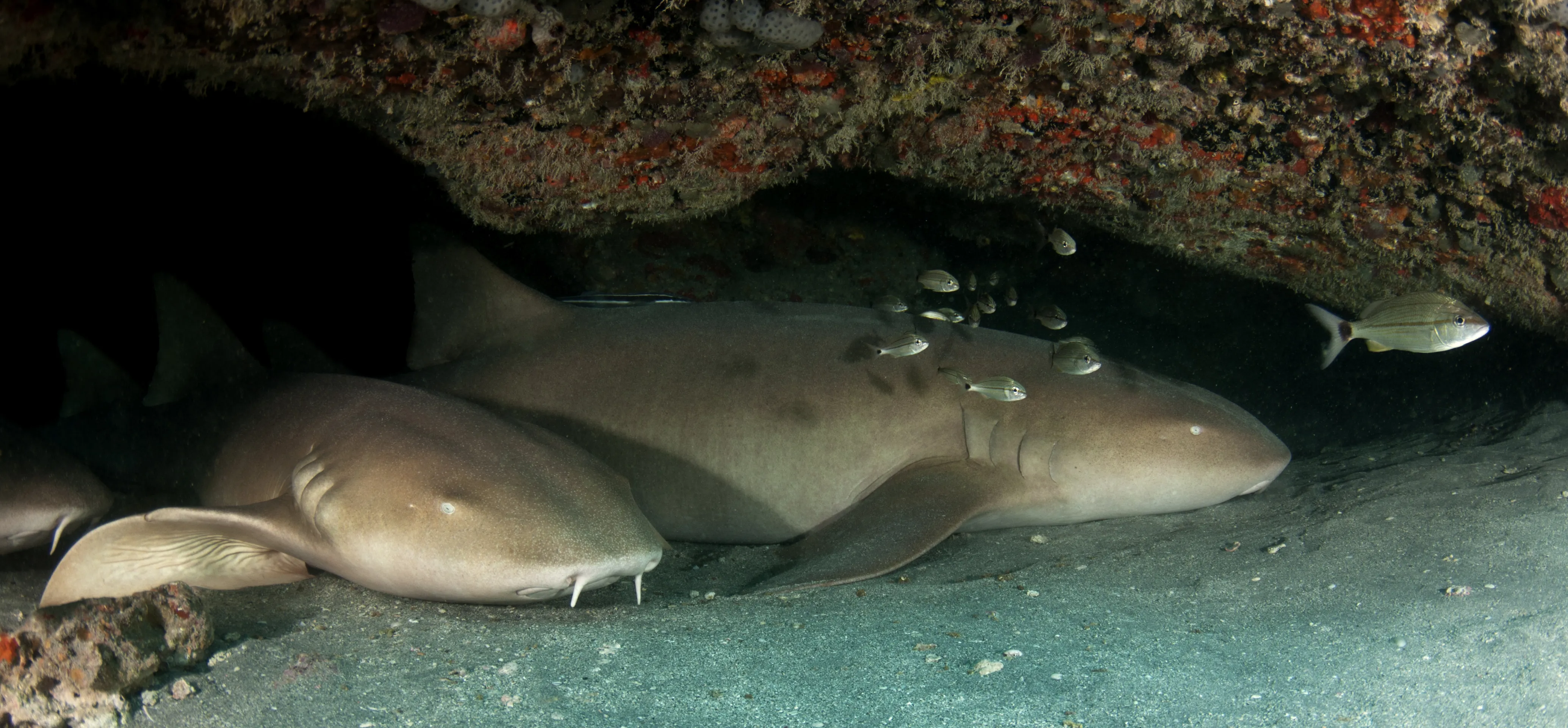 Nurse Shark