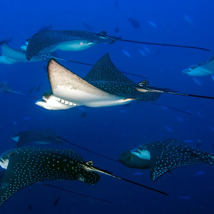 Eagleray