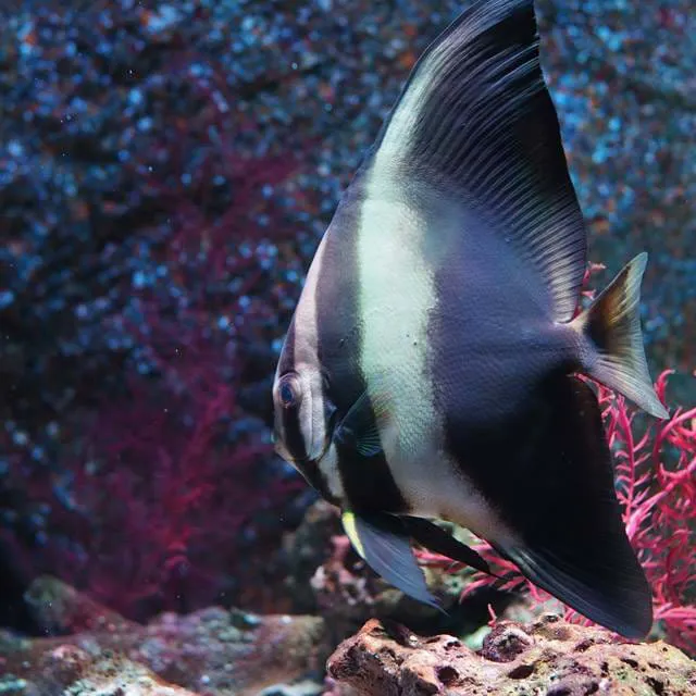 Batfish