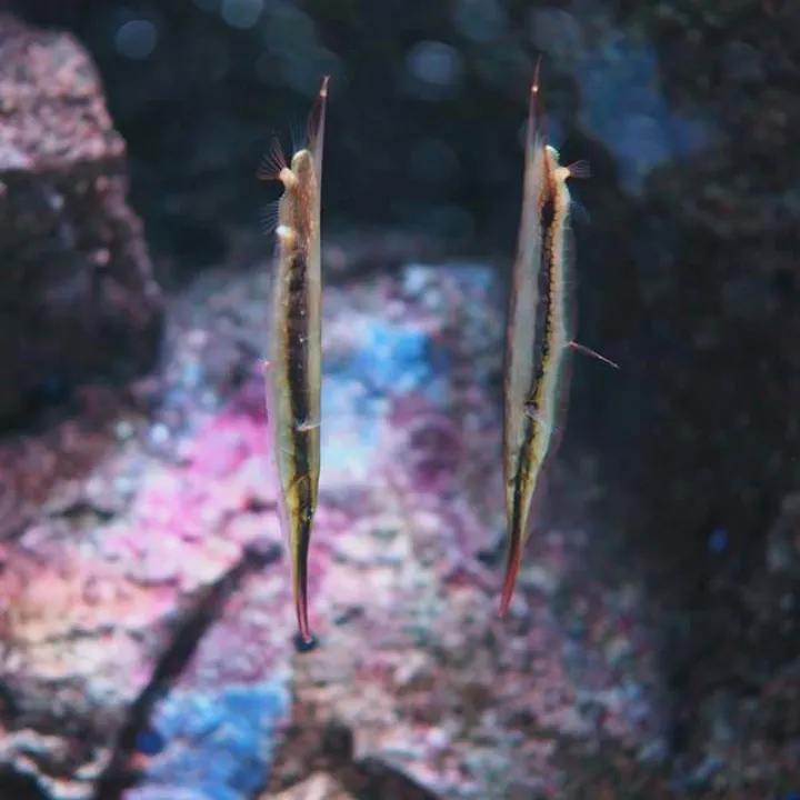 Razorfish