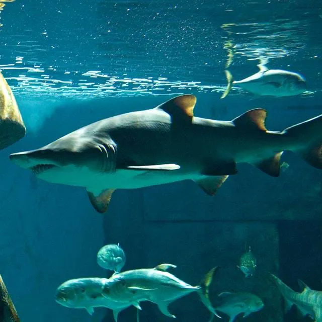 The majestic Sand Tiger Shark - a captivating ocean predator at SEA LIFE Bangkok Ocean World.