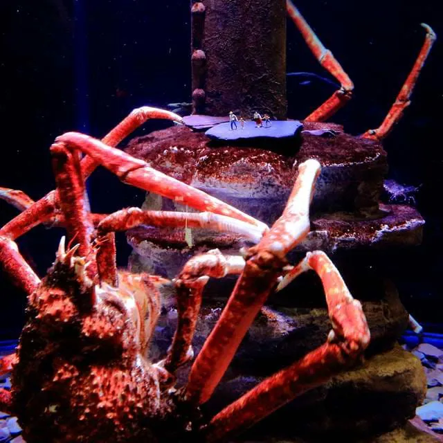 Giant Spider Crab