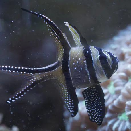 8438 Banggai Cardinalfish Pterapogon Kauderni