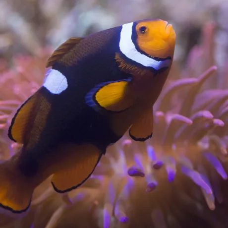 Clownfish