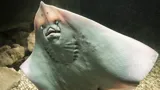 Ray Hatching