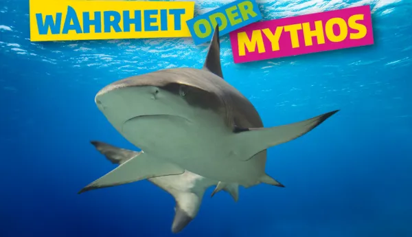 Hai