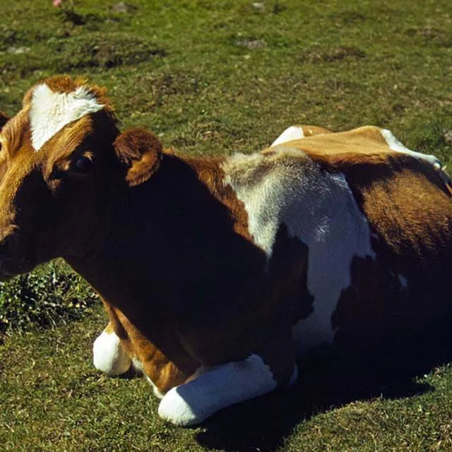 Guernsey Cow
