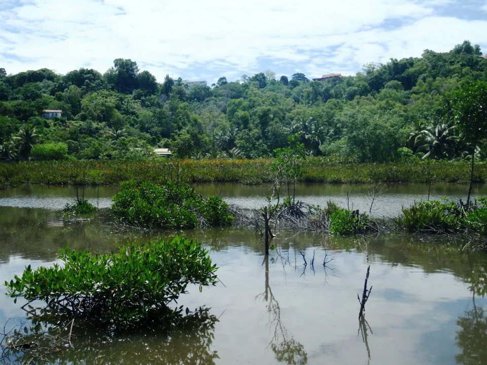 Mangroves