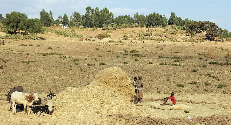 Cattle Farming