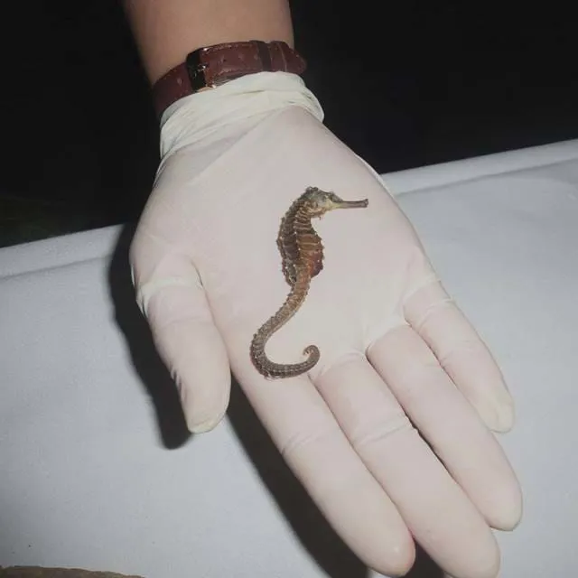 Seahorse On A Palm