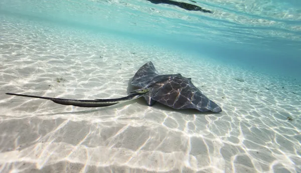 Stingray