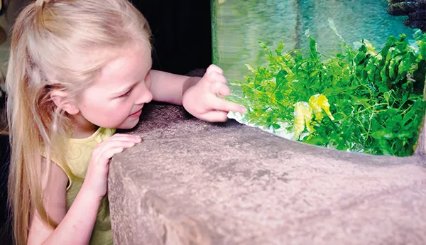 Girl engaging with seahorse