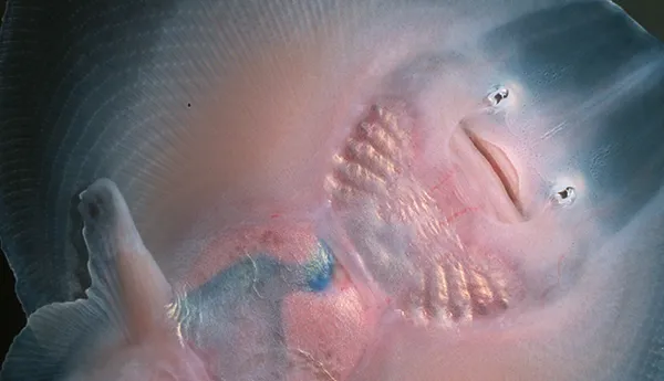 Baby Stingray