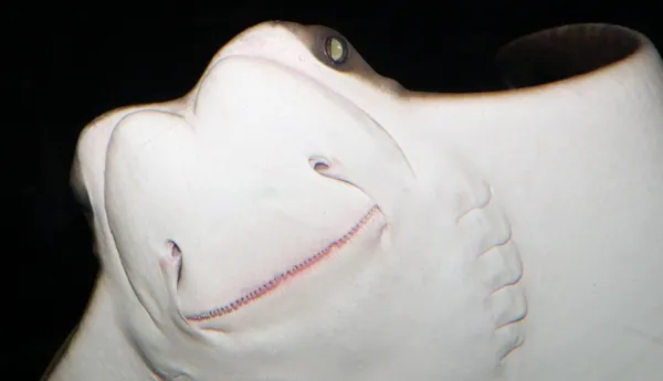 Cownose Ray