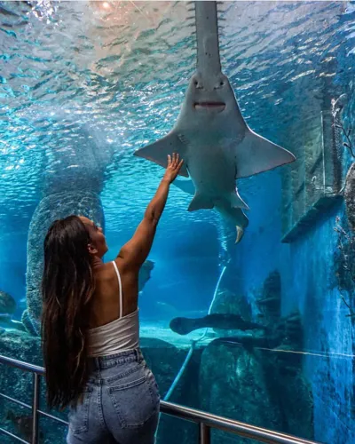 Date Night Ideas - Walk at SEA LIFE Melbourne ’