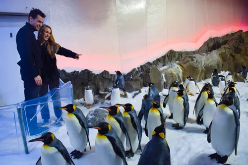 Date Ideas - Watch Penguins at SEA LIFE Melbourne