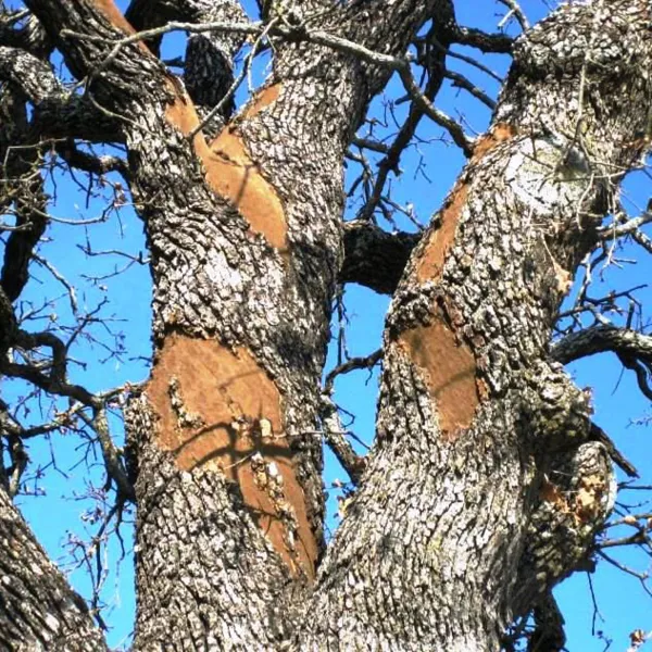 Oak Wilt 2 600X600