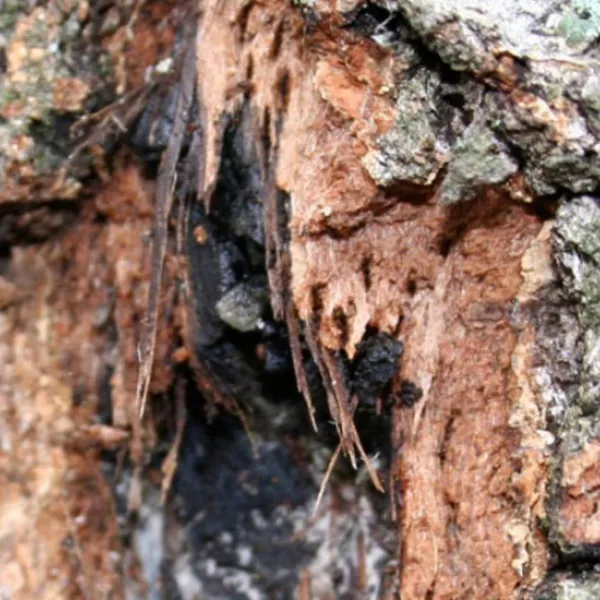 Oak Wilt 3 600X600