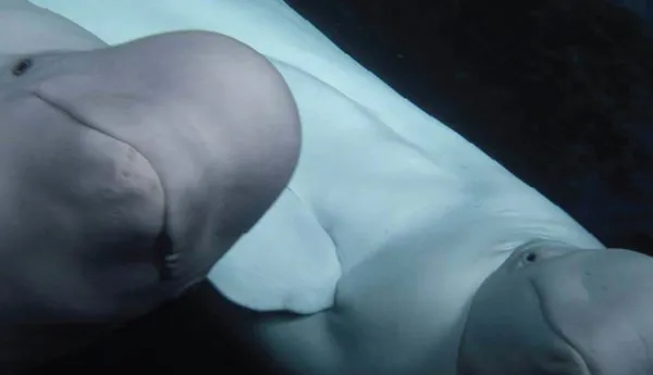 Beluga Whale Sanctuary | SEA LIFE New Jersey