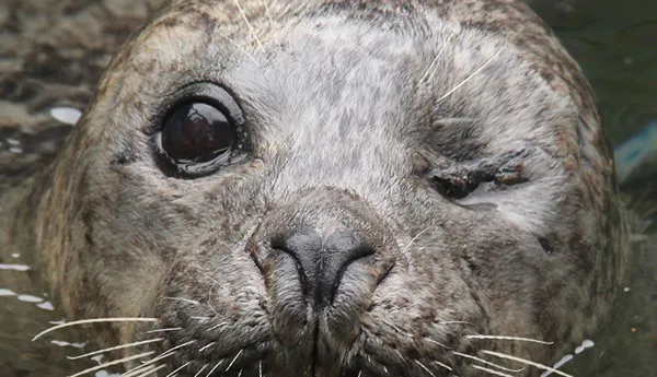 Seal | SEA LIFE New Jersey