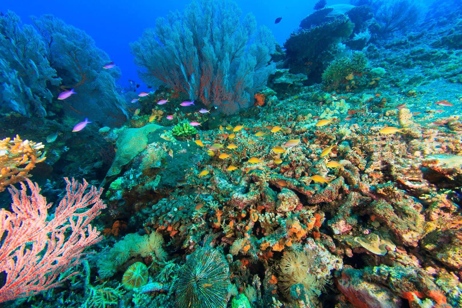 SLMN Coral Footer