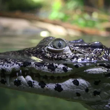 Cuban Crocodile