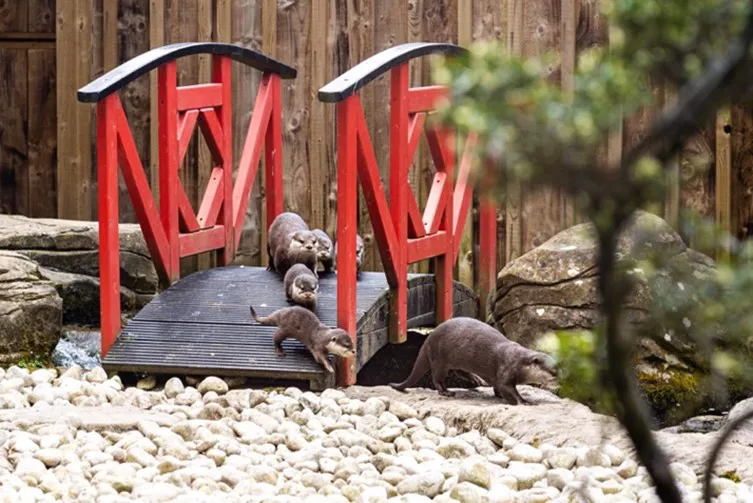 Otters