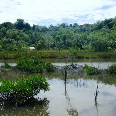 Mangroves