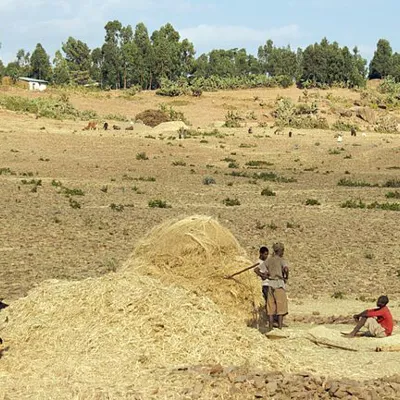 Cattle Farming