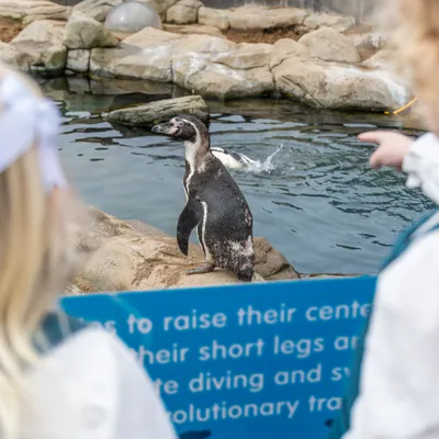 Square Penguin