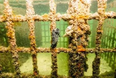 Release White Seahorses Anchored To Seahorse Hotel 3