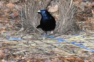 Birds Nest