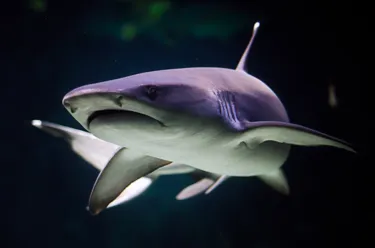 Shark Dark