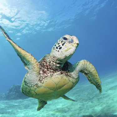 Endangered and Vulnerable Green Sea Turtles