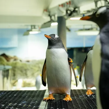 9 Gentoo Penguin Close Up