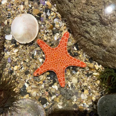 Sea Star at Rockpool Sea Life Sydney