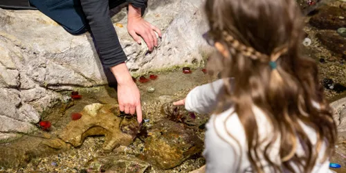 Fun Things to do With Kids at the hands-on Discovery Rockpool