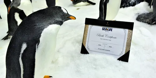 Sphen And Magic's Chick With A Birth Certificate 4
