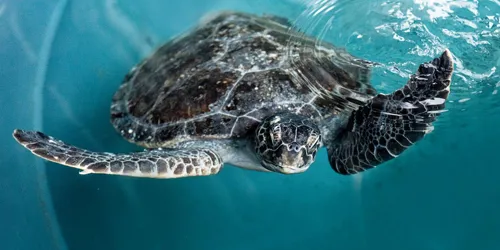 Turtle 2