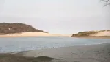 Summer Shark
