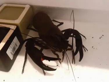 Pinchy The Lucky Crayfish