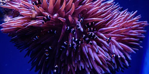 Can you Find Nemo? Fun Activities in Sydney