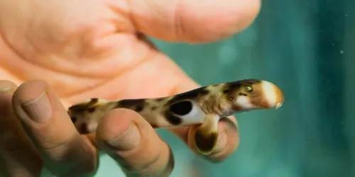Baby Epaulette Sharks born at SEA LIFE Sydney Aquarium