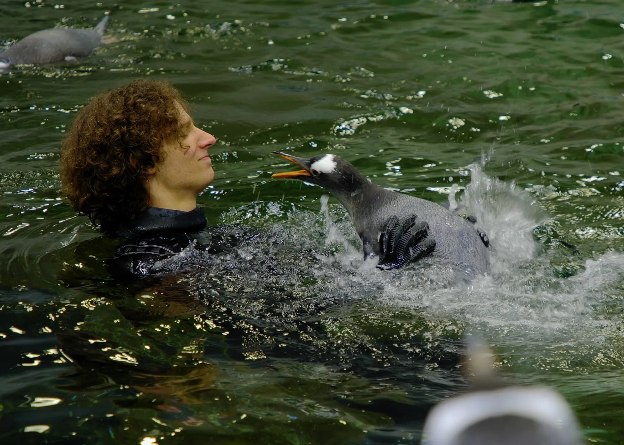 Sealifesydneyaquariumpenguinchickswimminglessons CHARLIE 200122 3